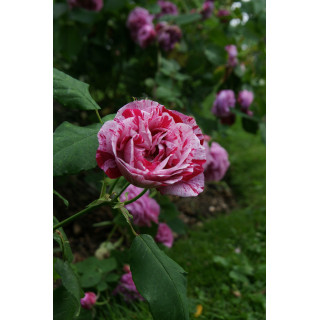 Rosier ancien - Ferdinand Pichard