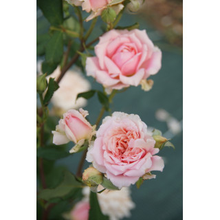 Rosier Guillot® Générosa® - Festival des Jardins de Chaumont® - ©Roses Guillot®