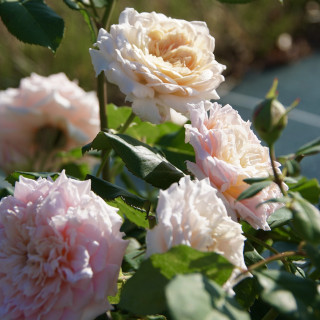 Rosier Guillot® Générosa® - Festival des Jardins de Chaumont® - ©Roses Guillot®