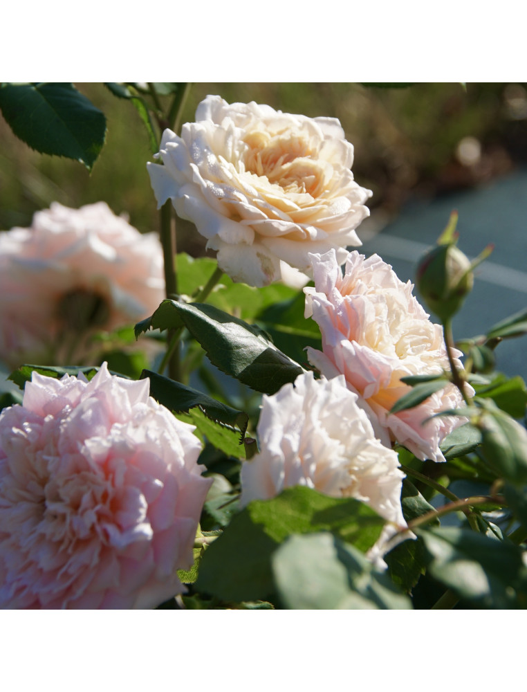 Rosier Guillot® Générosa® - Festival des Jardins de Chaumont® - ©Roses Guillot®