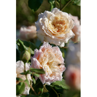 Rosier Guillot® Générosa® - Festival des Jardins de Chaumont® - ©Roses Guillot®