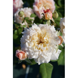 Rosier Guillot® Générosa® - Festival des Jardins de Chaumont® - ©Roses Guillot®