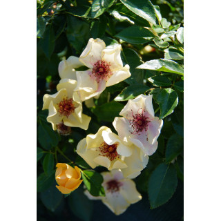 Rosier Terre des Roses® - Francine Royneau® - ©Roses Guillot®