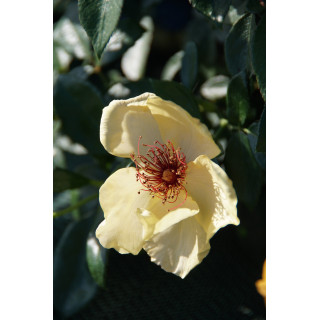 Rosier Terre des Roses® - Francine Royneau® - ©Roses Guillot®