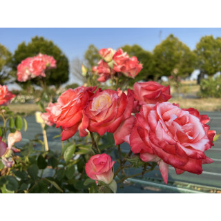 Rosier Hybrides de Thé Guillot® - Gemini® - ©Roses Guillot®