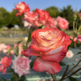 Rosier Hybrides de Thé Guillot® - Gemini® - ©Roses Guillot®