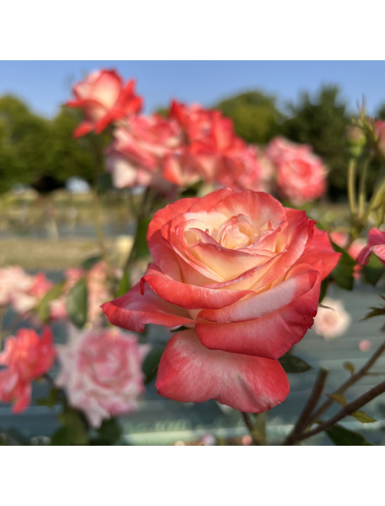 Rosier Hybrides de Thé Guillot® - Gemini® - ©Roses Guillot®