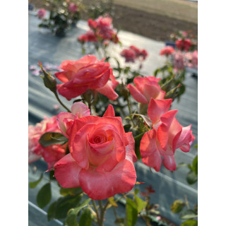 Rosier Hybrides de Thé Guillot® - Gemini® - ©Roses Guillot®