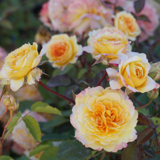 Rosier Générosa® - Georges Denjean® - ©Roses Guillot®