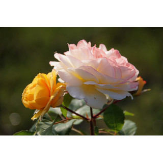 Rosier Générosa® - Georges Denjean® - ©Roses Guillot®