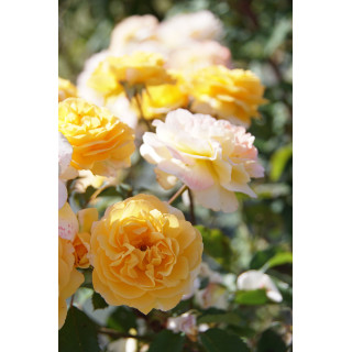 Rosier Générosa® - Georges Denjean® - ©Roses Guillot®