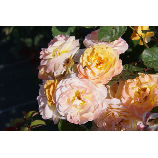 Rosier Générosa® - Georges Denjean® - ©Roses Guillot®