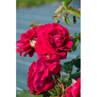 Rosier Guillot® Grande Fleur - Georges Duboeuf® - ©Roses Guillot®