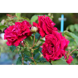 Rosier Guillot® Grande Fleur - Georges Duboeuf® - ©Roses Guillot®