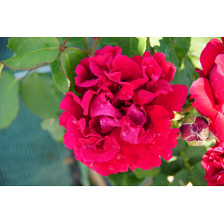 Rosier Guillot® Grande Fleur - Georges Duboeuf® - ©Roses Guillot®