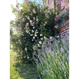Rosier grimpant ancien - Ghislaine de Féligonde - ©Roses Guillot®