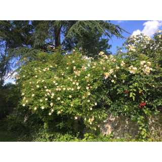 Rosier grimpant ancien - Ghislaine de Féligonde - ©Roses Guillot®