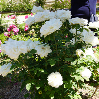 Rosier ancien Guillot® - Gloire Lyonnaise - ©Roses Guillot®
