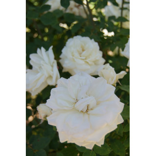 Rosier ancien Guillot® - Gloire Lyonnaise - ©Roses Guillot®