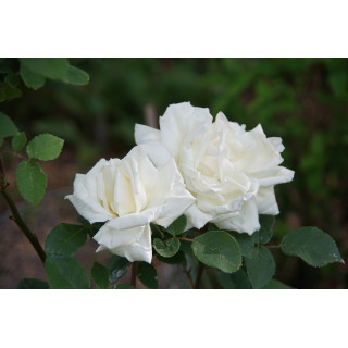 Rosier ancien Guillot® - Gloire Lyonnaise - ©Roses Guillot®