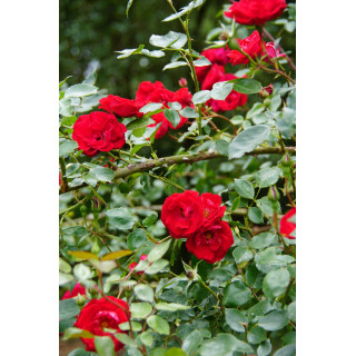 Guirlande Fleurie - Rosier Liane - Roses Guillot®