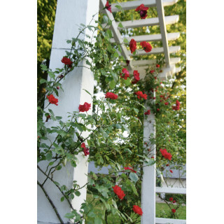 Guirlande Fleurie - Rosier Liane - Roses Guillot®