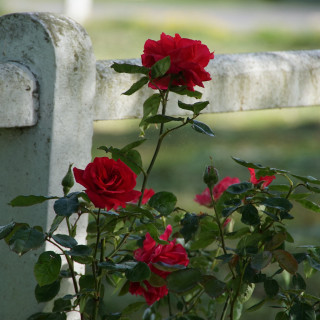Rosier Grimpant Guillot® - High Society - ©Roses Guillot®
