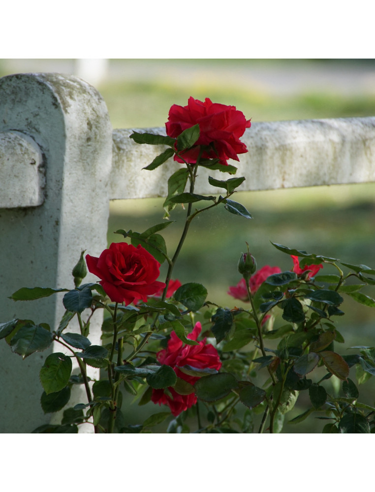 Rosier Grimpant Guillot® - High Society - ©Roses Guillot®