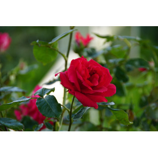 Rosier Grimpant Guillot® - High Society - ©Roses Guillot®