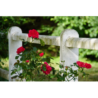Rosier Grimpant Guillot® - High Society - ©Roses Guillot®