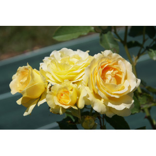 Rosier Terre des Roses® - Honey Bouquet® - ©Roses Guillot®