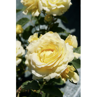 Rosier Terre des Roses® - Honey Bouquet® - ©Roses Guillot®