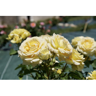 Rosier Terre des Roses® - Honey Bouquet® - ©Roses Guillot®