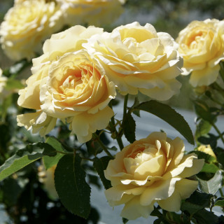 Rosier Terre des Roses® - Honey Bouquet® - ©Roses Guillot®