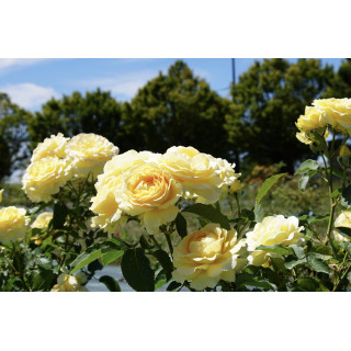 Rosier Terre des Roses® - Honey Bouquet® - ©Roses Guillot®