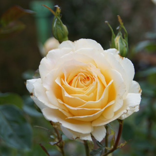 Rosiers Générosa® - Ingrid Bétancourt® - ©Roses Guillot®