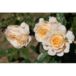 Rosiers Générosa® - Ingrid Bétancourt® - ©Roses Guillot®