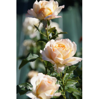 Rosiers Générosa® - Ingrid Bétancourt® - ©Roses Guillot®