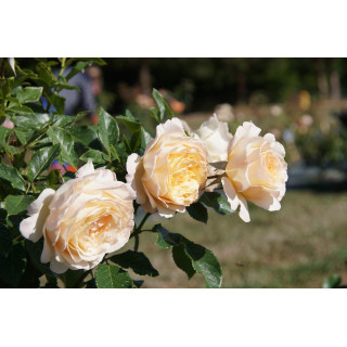 Rosiers Générosa® - Ingrid Bétancourt® - ©Roses Guillot®