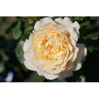 Rosiers Générosa® - Ingrid Bétancourt® - ©Roses Guillot®