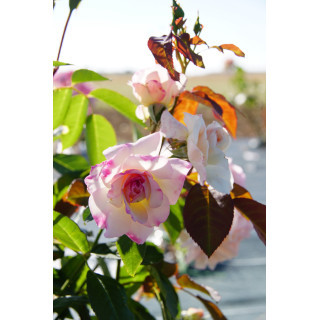 Jardins d'Albertas® - Générosa® - ©Roses Guillot