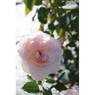 Jardins d'Albertas® - Générosa® - ©Roses Guillot