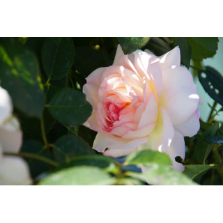 Jardins d'Albertas® - Générosa® - ©Roses Guillot
