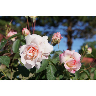 Jardins d'Albertas® - Générosa® - ©Roses Guillot