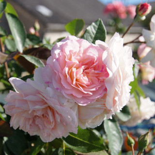 Jardins d'Albertas® - Générosa® - ©Roses Guillot