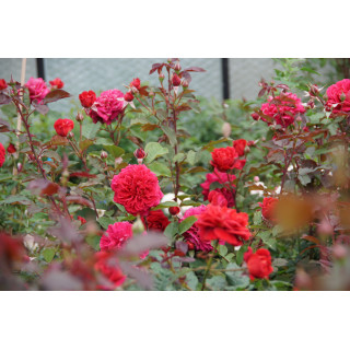 Rosier Générosa® -  L'Ami des Jardins® - ©Roses Guillot®