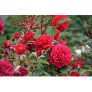 Rosier Générosa® -  L'Ami des Jardins® - ©Roses Guillot®
