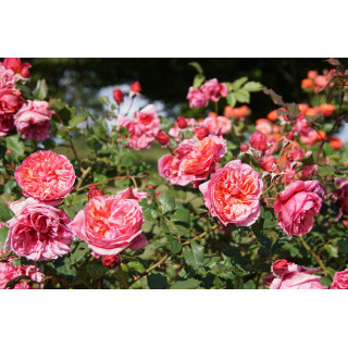 Rosier Générosa® - Ladurée® - ©Roses Guillot®
