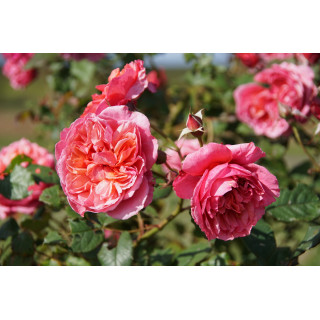 Rosier Générosa® - Ladurée® - ©Roses Guillot®