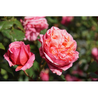 Rosier Générosa® - Ladurée® - ©Roses Guillot®